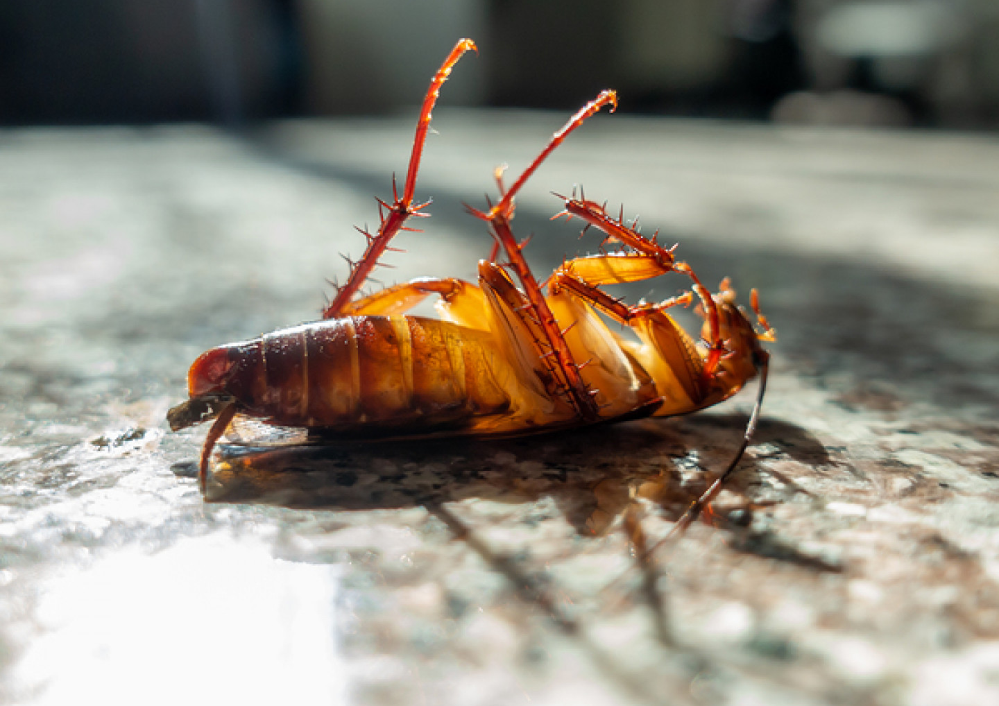 General Pest Control image General Pest Control<br />