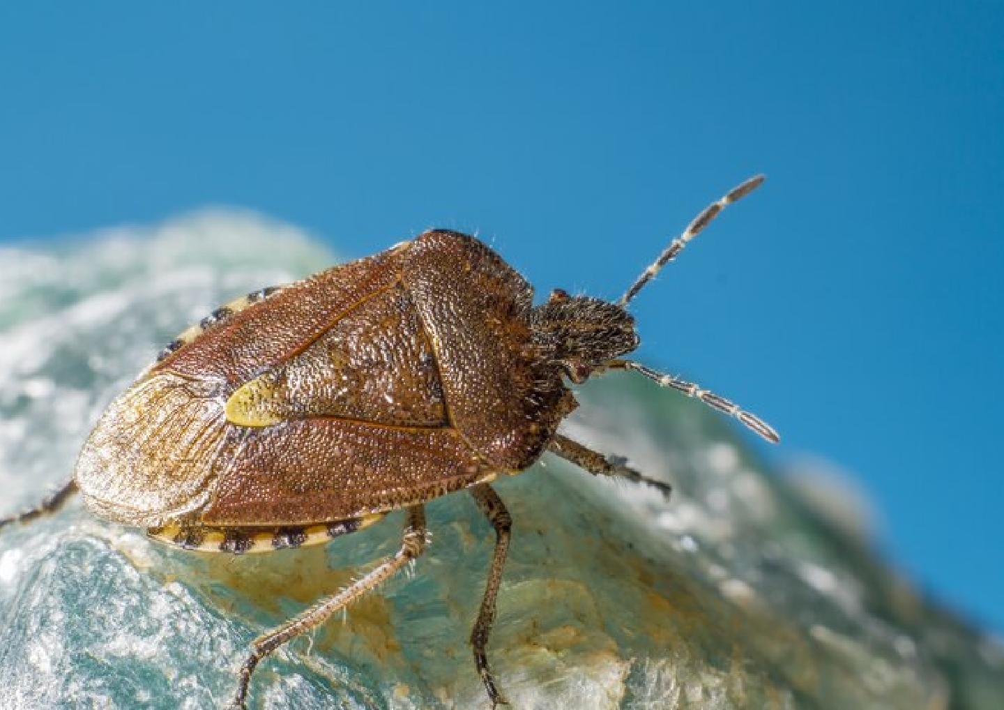 bed bug image bed bug
