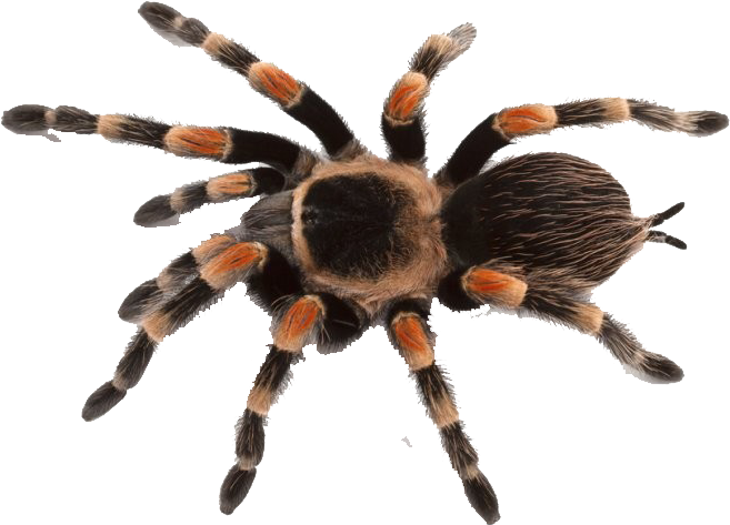 spider Spider