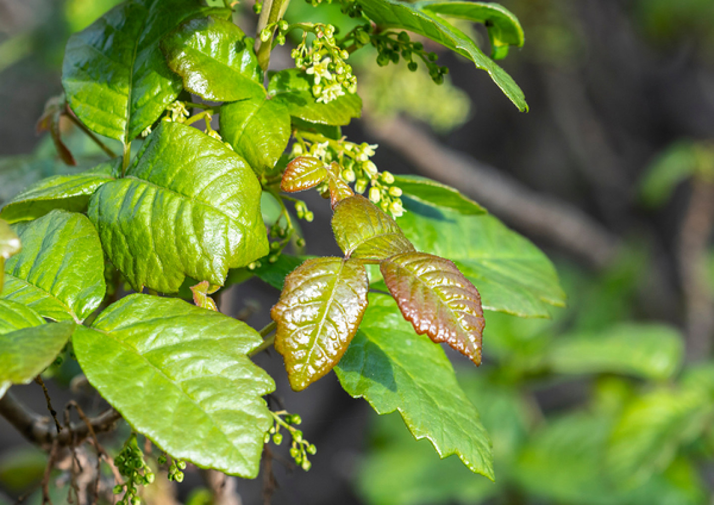 vegetation vegetation