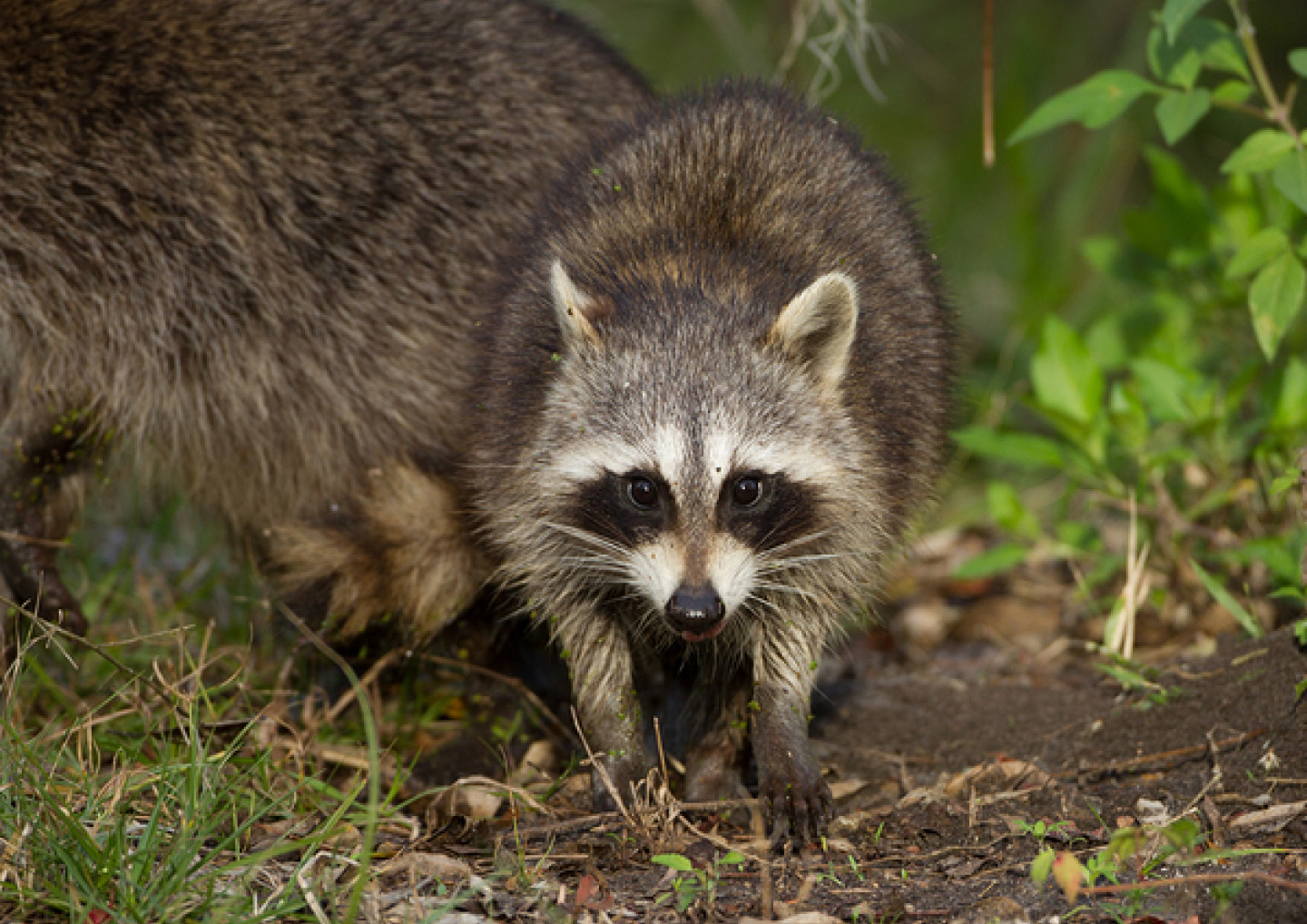 wildlife image wildlife image